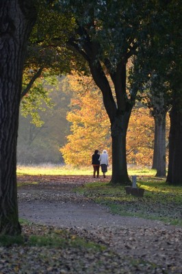 Bild_private Rentenversicherung wechseln Herbst Bäume