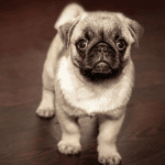 Bild_hundehaftpflichtversicherung mops welpe