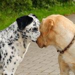 Vergleich Hundehaftpflichtversicherung zwei hunde