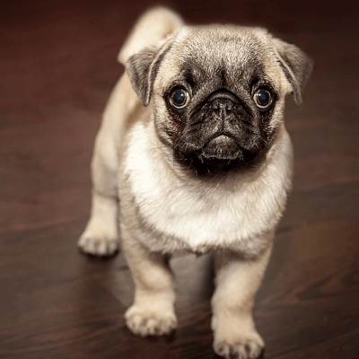 Vergleich Hundekrankenversicherung mops