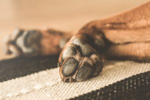 Merkmale Hundekrankenversicherung pfote hund braun