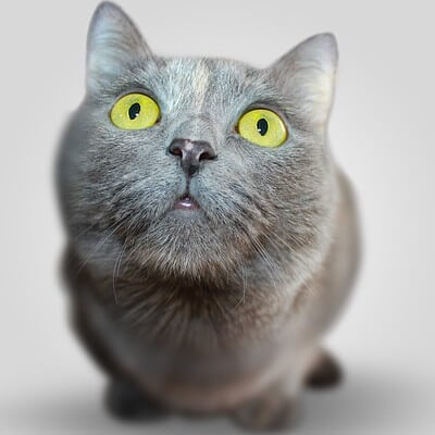 Kosten Katzenkrankenversicherung katze grau grüne augen