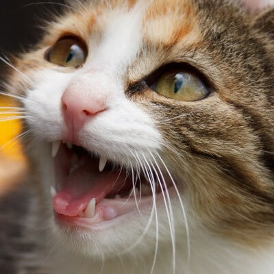 Merkmale Katzenkrankenversicherung katzen kopf zähne