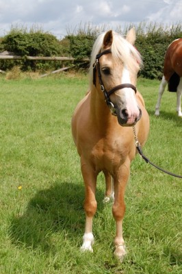 Bild_pferdekrankenversicherung palomino pferd