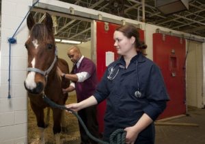 Bild_pferdekrankenversicherung tierarzt klinik pferd