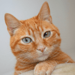 Merkmale Tierkrankenversicherung katze orange